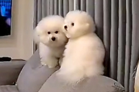 いつもストーカーしてくる2匹の犬→『バレないように家を出れるか』挑戦する光景が23万再生「色々大爆笑した」「とりあえずママの負けｗｗ」