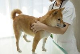 犬が『苦手に感じる場所』5選　どうしても連れて行かなければならないときの対処法まで