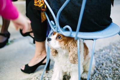 犬が『苦手に感じる場所』5選　どうしても連れて行かなければならないときの対処法まで