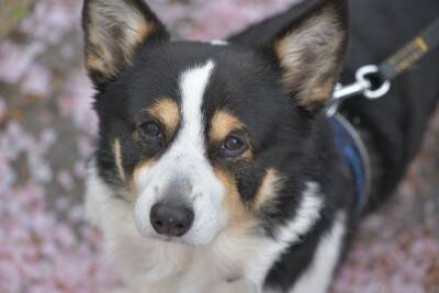 犬が『苦手に感じる場所』5選　どうしても連れて行かなければならないときの対処法まで