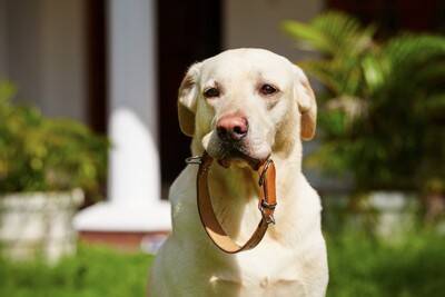 犬が『外出を嫌がる』理由5選　どうしても外に連れて行かなければならないときの対処法とは？