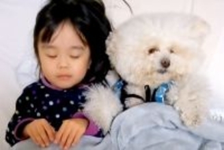 犬を『人間と同じように育てた』結果→娘とお布団で一緒に眠って…思わず笑ってしまう『寝相』が258万再生「最後可愛いｗ」「真似してる？」