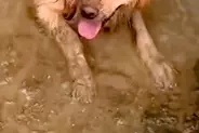 ドロドロに汚れて帰ってきた大型犬→外出中の様子を確認した結果…思わず絶望する『衝撃の光景』が90万再生「大満足の顔ｗ」「最高に幸せそう」