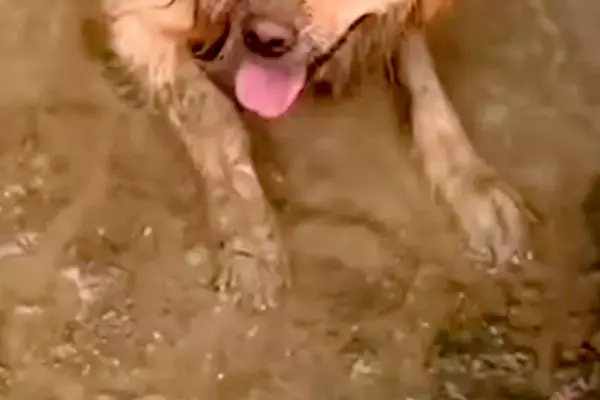 ドロドロに汚れて帰ってきた大型犬→外出中の様子を確認した結果…思わず絶望する『衝撃の光景』が90万再生「大満足の顔ｗ」「最高に幸せそう」