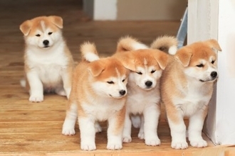 『秋田犬』が世界的に人気な理由6つ　どんな性格をしているの？知られざる魅力までご紹介