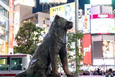 『秋田犬』が世界的に人気な理由6つ　どんな性格をしているの？知られざる魅力までご紹介