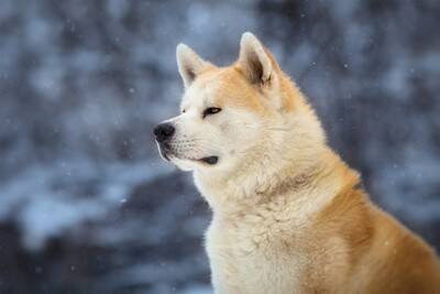 『秋田犬』が世界的に人気な理由6つ　どんな性格をしているの？知られざる魅力までご紹介