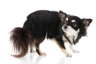 犬を怯えさせる飼い主の『絶対NG行為』5選　恐怖心や強いストレスを与える行動まで