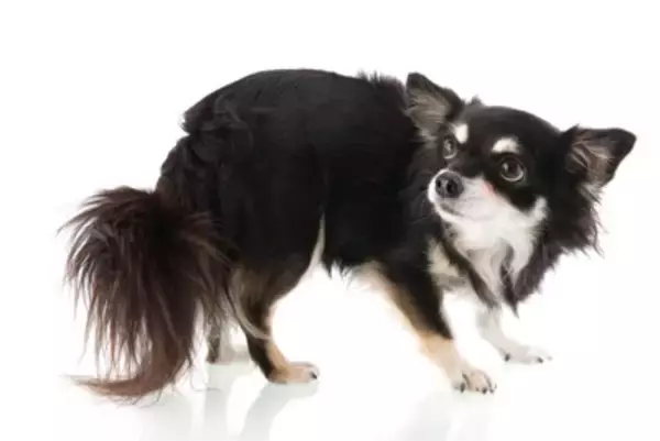 犬を怯えさせる飼い主の『絶対NG行為』5選　恐怖心や強いストレスを与える行動まで