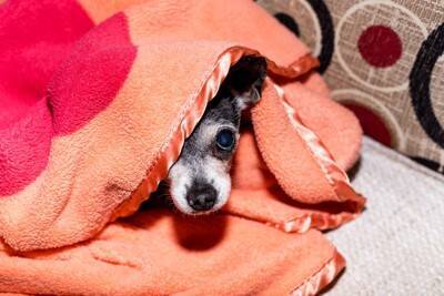 犬を怯えさせる飼い主の『絶対NG行為』5選　恐怖心や強いストレスを与える行動まで