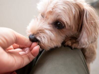 犬を怯えさせる飼い主の『絶対NG行為』5選　恐怖心や強いストレスを与える行動まで