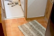 雷が鳴り響く日→『犬の姿が見当たらないな』と思い探した結果、お風呂場で発見して…『まさかの光景』が266万再生「可愛くて草」「愛おしい」
