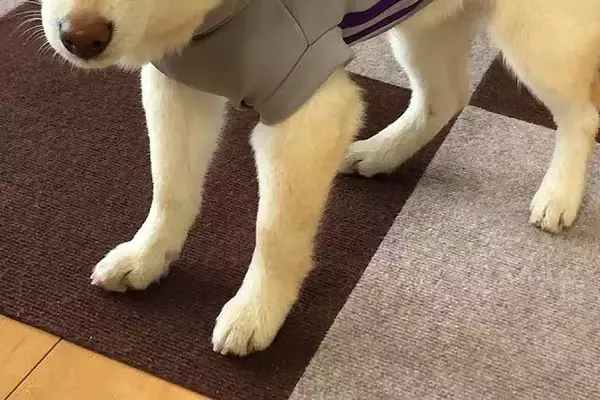 服を着せたら『テンションがた落ち』になった犬→脱がせると…悲愴感漂う光景と『愛おしい行動』に反響「可愛い」「顔で不満なのわかりすぎるｗ」
