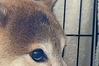 外から『太鼓の音』が聞こえてきた結果→家の中にいた犬が怖がって…緊張感が伝わってくる『表情』が31万再生「目たまらんｗ」「抱きしめたい」