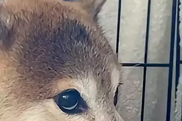 外から『太鼓の音』が聞こえてきた結果→家の中にいた犬が怖がって…緊張感が伝わってくる『表情』が31万再生「目たまらんｗ」「抱きしめたい」