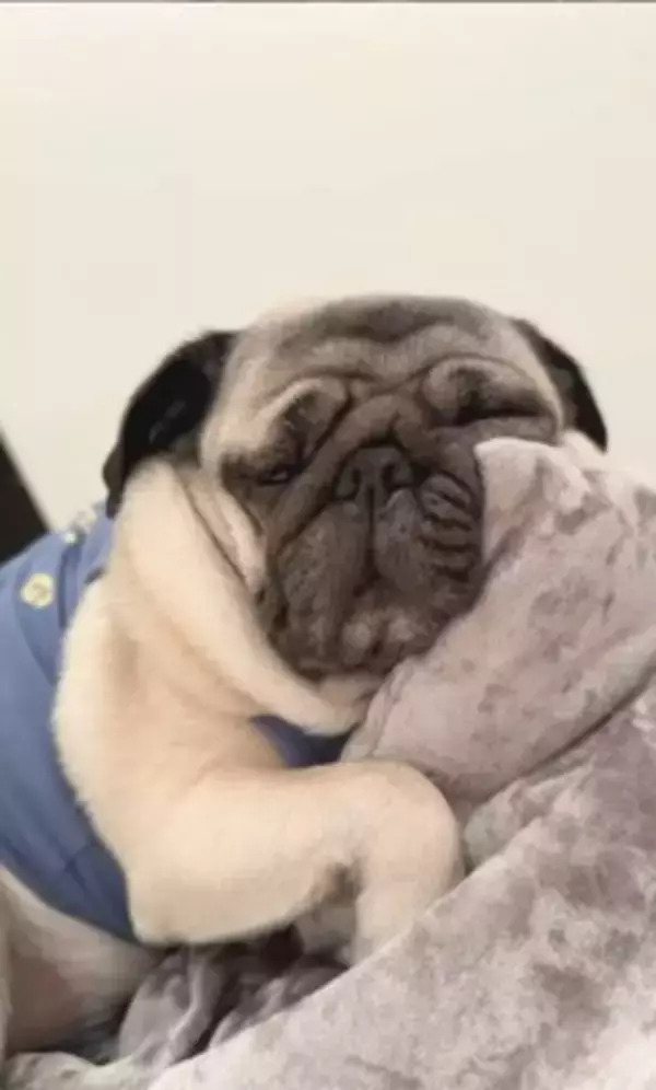 犬が爆睡していたら…衝撃の『いびき音』がやばすぎると936万再生「すごい顔すぎて吹いたｗ」「ブーブーいってる」海外からも爆笑の声