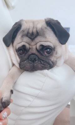 犬が爆睡していたら…衝撃の『いびき音』がやばすぎると936万再生「すごい顔すぎて吹いたｗ」「ブーブーいってる」海外からも爆笑の声
