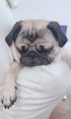 犬が爆睡していたら…衝撃の『いびき音』がやばすぎると936万再生「すごい顔すぎて吹いたｗ」「ブーブーいってる」海外からも爆笑の声