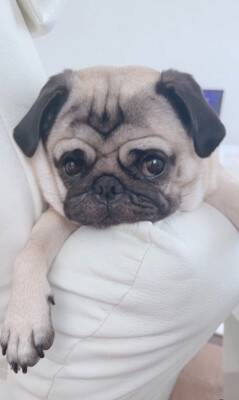 犬が爆睡していたら…衝撃の『いびき音』がやばすぎると936万再生「すごい顔すぎて吹いたｗ」「ブーブーいってる」海外からも爆笑の声