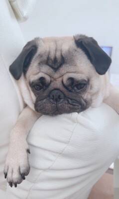 犬が爆睡していたら…衝撃の『いびき音』がやばすぎると936万再生「すごい顔すぎて吹いたｗ」「ブーブーいってる」海外からも爆笑の声