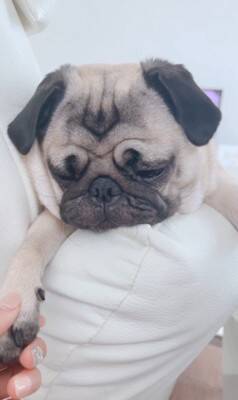 犬が爆睡していたら…衝撃の『いびき音』がやばすぎると936万再生「すごい顔すぎて吹いたｗ」「ブーブーいってる」海外からも爆笑の声