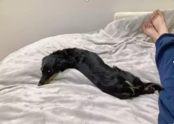 ベッドで眠っていた犬の『寝起きを撮影した』結果…まさかの『別の生き物に生まれ変わる光景』に爆笑「ウナギイヌで草」と2万6000いいね