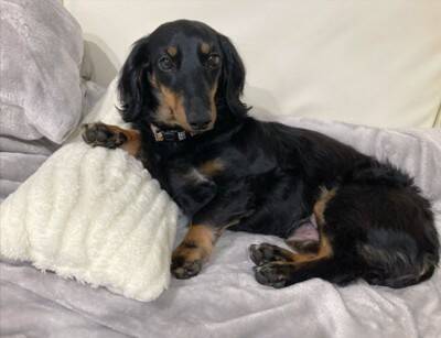 ベッドで眠っていた犬の『寝起きを撮影した』結果…まさかの『別の生き物に生まれ変わる光景』に爆笑「ウナギイヌで草」と2万6000いいね