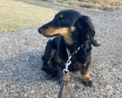 ベッドで眠っていた犬の『寝起きを撮影した』結果…まさかの『別の生き物に生まれ変わる光景』に爆笑「ウナギイヌで草」と2万6000いいね