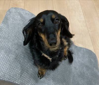 ベッドで眠っていた犬の『寝起きを撮影した』結果…まさかの『別の生き物に生まれ変わる光景』に爆笑「ウナギイヌで草」と2万6000いいね