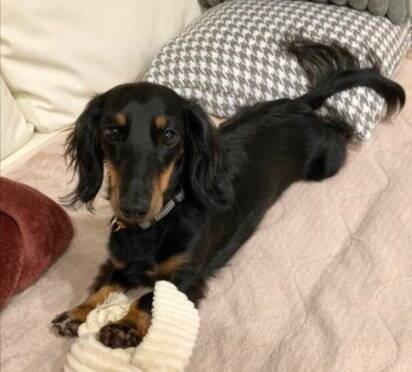 ベッドで眠っていた犬の『寝起きを撮影した』結果…まさかの『別の生き物に生まれ変わる光景』に爆笑「ウナギイヌで草」と2万6000いいね