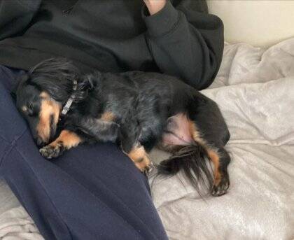 ベッドで眠っていた犬の『寝起きを撮影した』結果…まさかの『別の生き物に生まれ変わる光景』に爆笑「ウナギイヌで草」と2万6000いいね