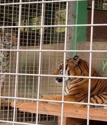 動物園で初めて『トラ』を見た犬→お父さんに抱っこしてもらっているのに…まるで人間の子供のような反応が42万再生「怖いねｗ」「微笑ましい」