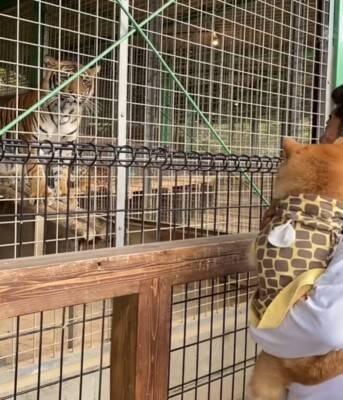動物園で初めて『トラ』を見た犬→お父さんに抱っこしてもらっているのに…まるで人間の子供のような反応が42万再生「怖いねｗ」「微笑ましい」
