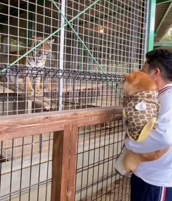動物園で初めて『トラ』を見た犬→お父さんに抱っこしてもらっているのに…まるで人間の子供のような反応が42万再生「怖いねｗ」「微笑ましい」