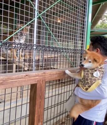 動物園で初めて『トラ』を見た犬→お父さんに抱っこしてもらっているのに…まるで人間の子供のような反応が42万再生「怖いねｗ」「微笑ましい」