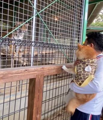 動物園で初めて『トラ』を見た犬→お父さんに抱っこしてもらっているのに…まるで人間の子供のような反応が42万再生「怖いねｗ」「微笑ましい」