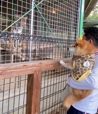動物園で初めて『トラ』を見た犬→お父さんに抱っこしてもらっているのに…まるで人間の子供のような反応が42万再生「怖いねｗ」「微笑ましい」