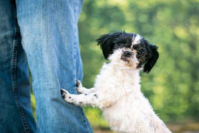 犬が『飼い主の足にわざとぶつかる』心理5選　愛犬が頭や体を当ててくる理由や止めさせる方法まで