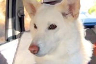 犬と一緒に車でお出かけ→『病院へ行くんだ』と勘違いして…通り過ぎた瞬間の『表情』が分かりやすすぎると76万再生「一瞬でｗ」「愛おしい」