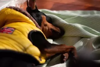 犬に絶対『与えてはいけないモノ』６選　渡してはいけない理由や事故を防ぐための対策まで