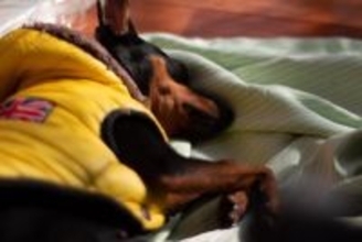 犬に絶対『与えてはいけないモノ』６選　渡してはいけない理由や事故を防ぐための対策まで