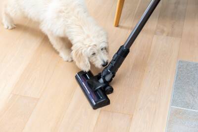 犬に絶対『与えてはいけないモノ』６選　渡してはいけない理由や事故を防ぐための対策まで