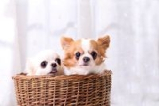 犬を多頭飼いする『メリット・デメリット』とは？相性の良し悪しを測る方法はあるの？