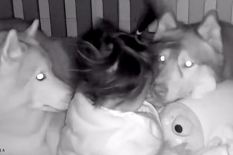 隣の部屋で家事中『赤ちゃんの見守りカメラ』を確認した結果→2匹の大型犬が…『まさかの光景』が35万再生「最高のボディガード」「優しい」