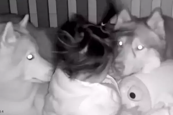 隣の部屋で家事中『赤ちゃんの見守りカメラ』を確認した結果→2匹の大型犬が…『まさかの光景』が35万再生「最高のボディガード」「優しい」