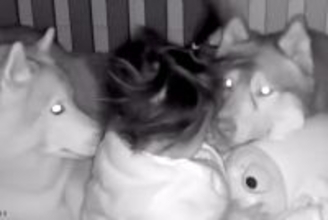 隣の部屋で家事中『赤ちゃんの見守りカメラ』を確認した結果→2匹の大型犬が…『まさかの光景』が35万再生「最高のボディガード」「優しい」