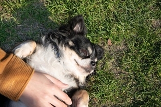 犬が『友達だと思っている人』にみせる行動5選　仲間だと認識しているときにみせるサインとは？