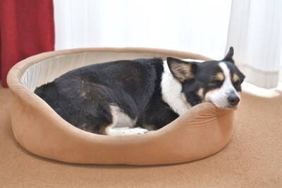 犬が『友達だと思っている人』にみせる行動5選　仲間だと認識しているときにみせるサインとは？