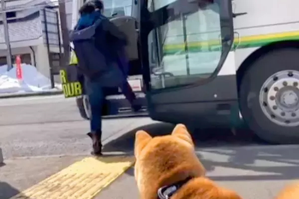 1年に2度しか会えないお姉ちゃんと犬→帰りのバスに乗っても、追いかけて…涙あふれる『お別れの光景』が59万再生「健気で泣ける…」「感動」