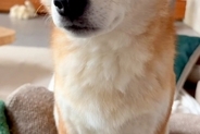 出張で海外へ行くため、犬に『玄関で待ってなくても大丈夫』と伝えた結果→寂しい顔をして…感動的な『3日ぶりの再会』が39万再生「涙が出た」